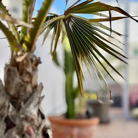 Apartamento La Terraza De Porvenir 10 - Jerez de la Frontera