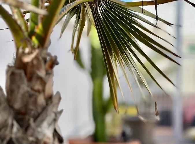 Apartament La Terraza De Porvenir 10 - Jerez de la Frontera